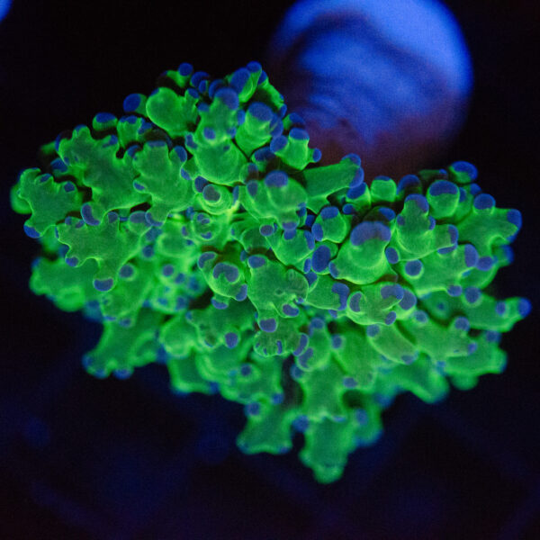 Buzz Lightyear Frogspawn - Image 2