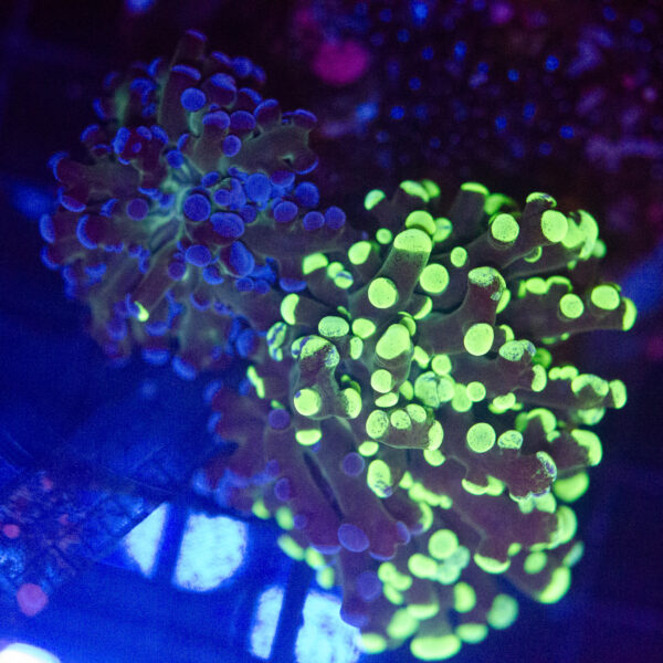WYSIWYG Large Natural Grafted Frogspawn - Image 2