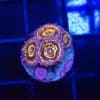 WYSIWYG Stratosphere Zoas 5 Polyps Mini Colony