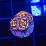 WYSIWYG Stratosphere Zoas 5 Polyps Mini Colony