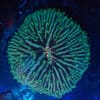 WYSIWYG Green Fungia Plate