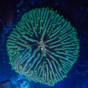 WYSIWYG Green Fungia Plate