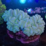 WYSIWYG Metallic White Bubble Coral