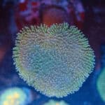 WYSIWYG Large Green Toadstool Mushroom