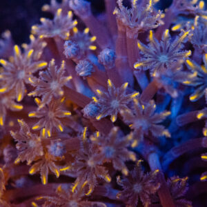 Firework Clove Polyp