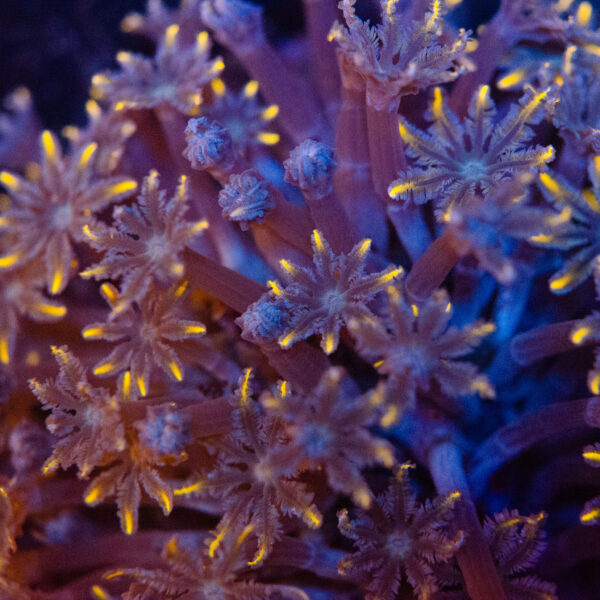 Firework Clove Polyp