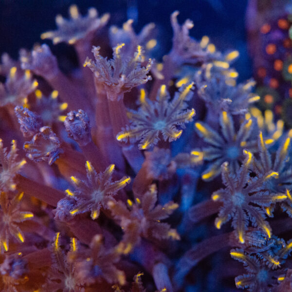 Firework Clove Polyp - Image 2