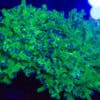 Buzz Lightyear Frogspawn