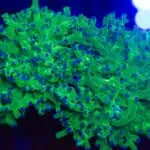 Buzz Lightyear Frogspawn