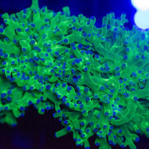 Buzz Lightyear Frogspawn