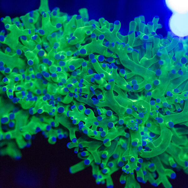 Buzz Lightyear Frogspawn
