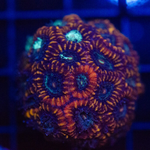 WYSIWYG Red Acan Mini-Colony