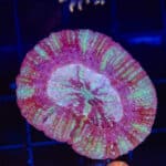 WYSIWYG Rainbow Inferno Scoly