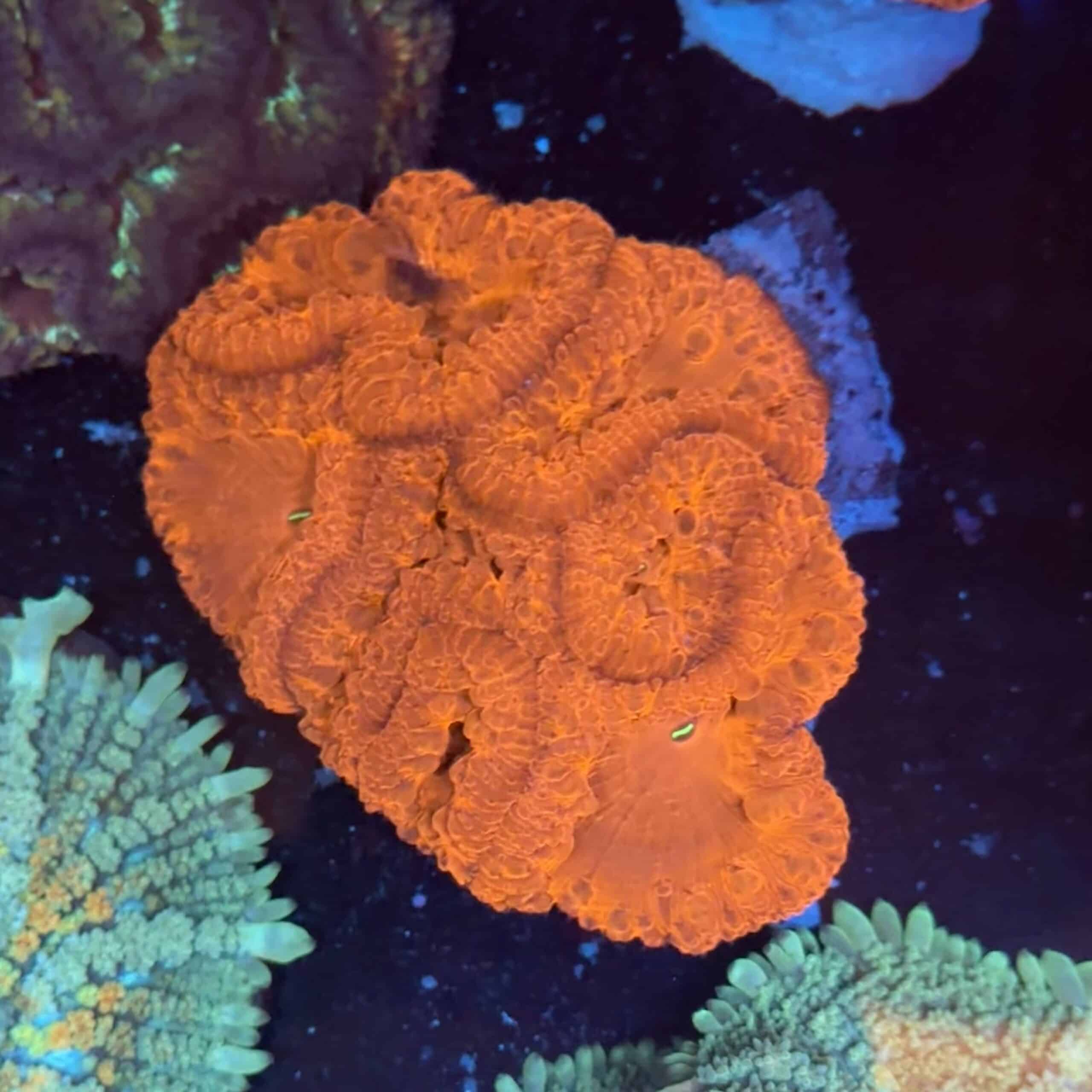WYSIWYG Red Blasto Colony