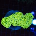 WYSIWYG Neon Green Walling Hammer