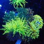 WYSIWYG Torch Coral Garden
