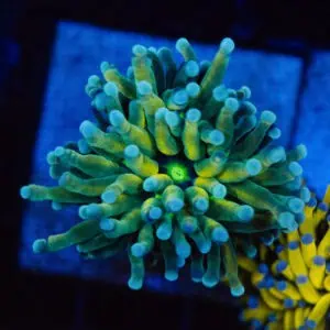 WYSIWYG Highlighter Torch