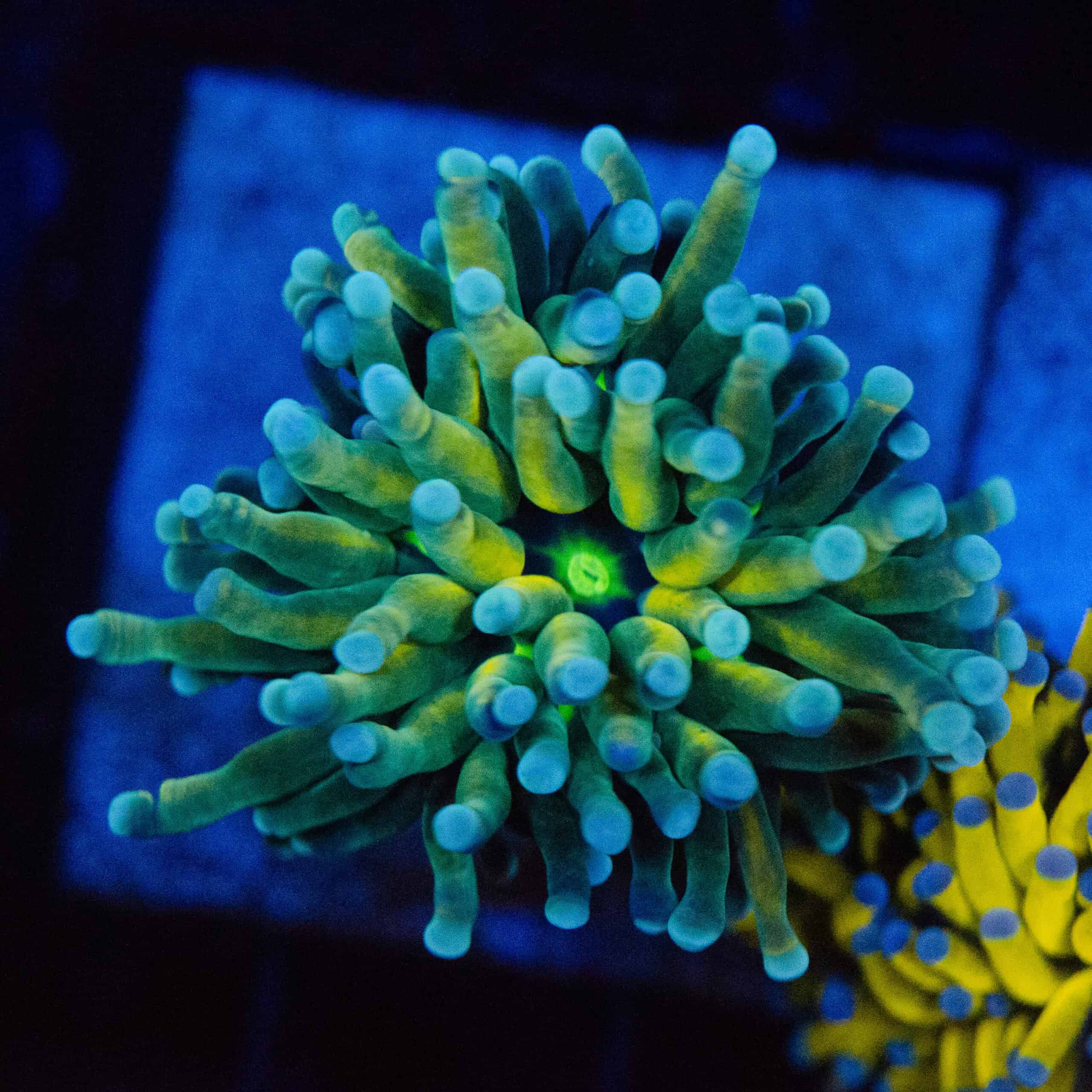 WYSIWYG Highlighter Torch