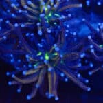 Malaysian Miami Gold Morph