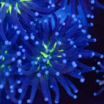 Malaysian Miami Torch