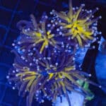 WYSIWYG Large Tiger Torch