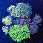 WYSIWYG Hammer Garden