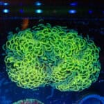 WYSIWYG Neon Green Walling Hammer