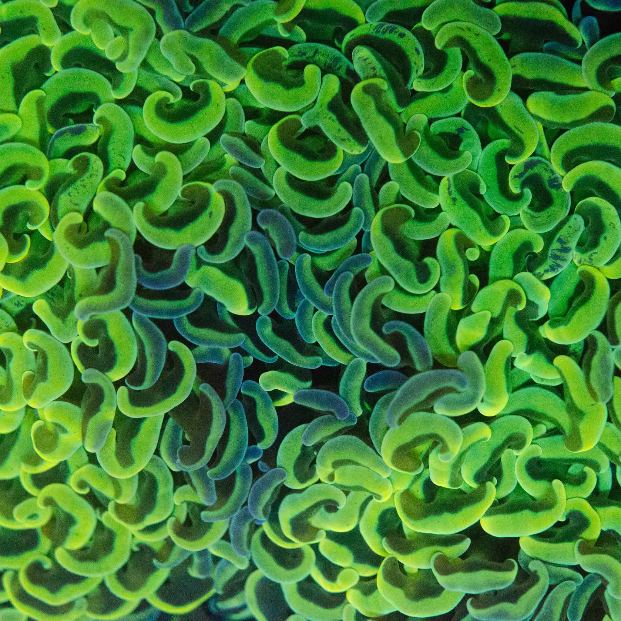 WYSIWYG Neon Green Walling Hammer - Image 2