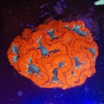 WYSIWYG Red-Green Blastomussa