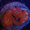 WYSIWYG Neon Center Red Blastomussa