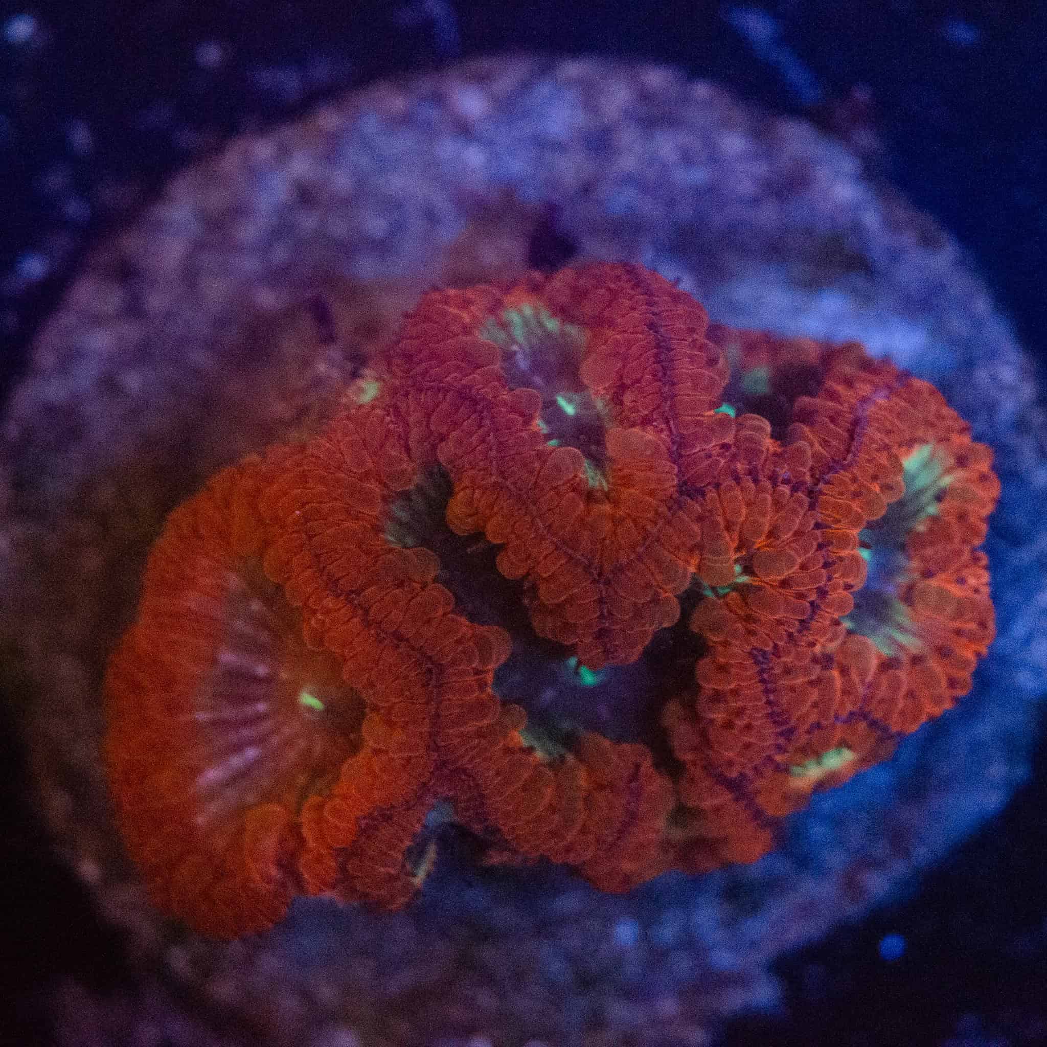 WYSIWYG Neon Center Red Blastomussa