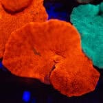 Orange Crush Mushroom