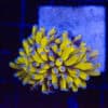 WYSIWYG Gold Cristata Torch
