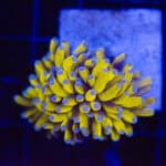 WYSIWYG Gold Cristata Torch