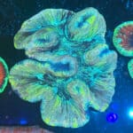 WYSIWYG XXL Rainbow Trachyphyllia