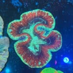 WYSIWYG Teal Trachyphyllia