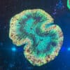 WYSIWYG XL Rainbow Trachyphyllia