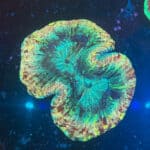 WYSIWYG XL Rainbow Trachyphyllia