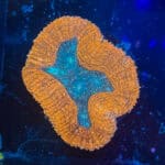 WYSIWYG Red Lobophyllia