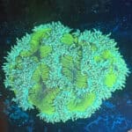 WYSIWYG Giant Yellow Elegance