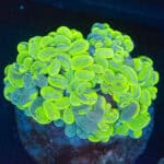 WYSIWYG Ultra Green Marble Bubble Coral