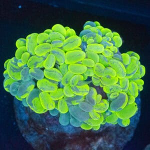 WYSIWYG Ultra Green Marble Bubble Coral