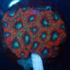 WYSIWYG Cherry Lime Acan Colony
