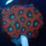WYSIWYG Cherry Lime Acan Colony