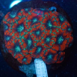 WYSIWYG Cherry Lime Acan Colony