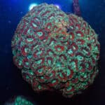 XXXL Showpiece Acan Lord Colony