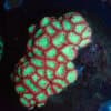 WYSIWYG Pink Green Blasto Colony