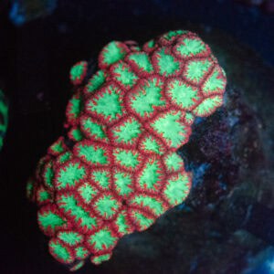 WYSIWYG Pink Green Blasto Colony