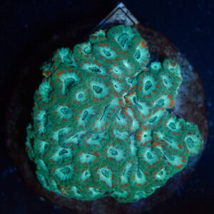 WYSIWYG Teal Micromussa Colony
