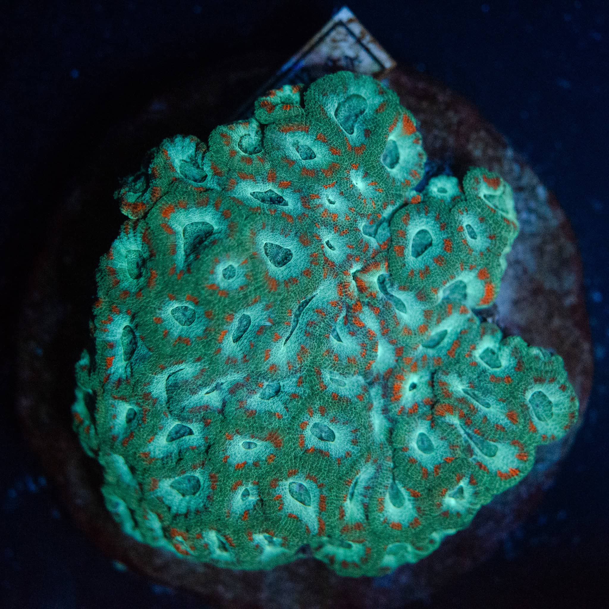 WYSIWYG Teal Micromussa Colony
